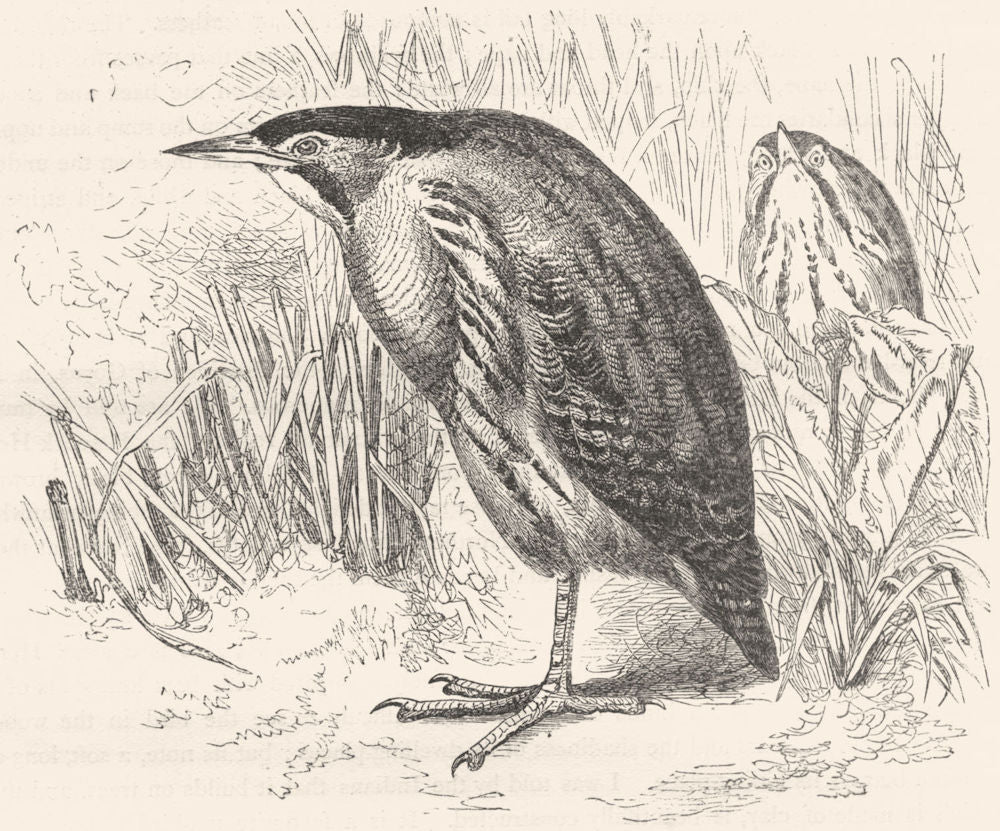 BIRDS. Stilt-Walker. Bittern. Common c1870 old antique vintage print picture